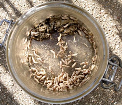 Les asticots ont d&eacute;vor&eacute; la viande.