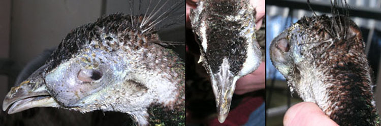 Tumeur dans le sinus post-orbital d'une paonne.