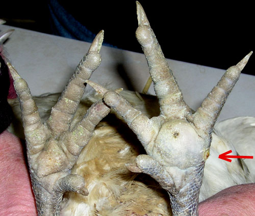 L&eacute;sion sous une patte de poule.