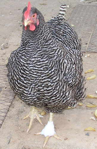 La poule nomm&eacute;e Printemps gu&eacute;rie