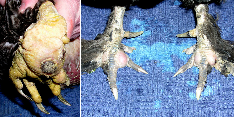 Double abc&egrave;s plantaires sur un coq.