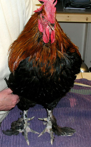 Le coq nomm&eacute;e Bruneau est g&eacute;rit