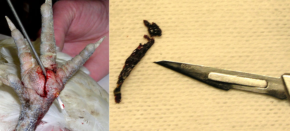 Une lancette montre le cheminement de l'épine et vue de l'épine fossilisée Une lancette traverse la patte et vue de l'épine