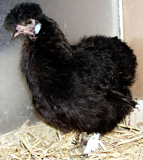 Cocotte une fois gu&eacute;rie