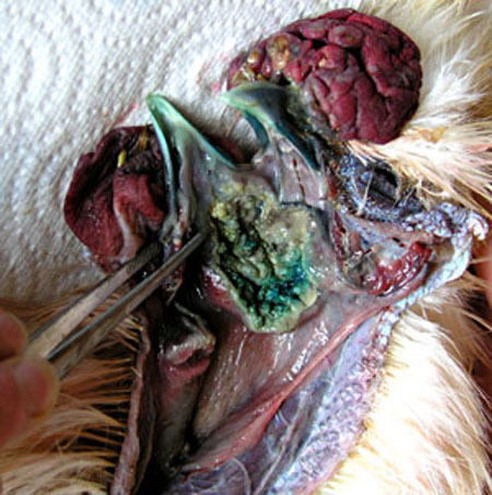 Autopsie oesophagienne sur un coq n&egrave;gtr-soie.