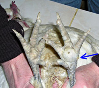 Une &eacute;pine dans le coussinet plantaire d'une poule.