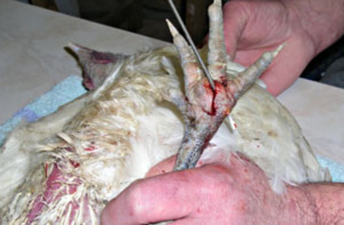 Incision d'un coussinet plantaire.