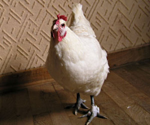 La poule Poup&eacute;e et son pansement.