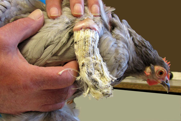 Une poule ayant une troisi&egrave;me aile non fonctionnelle.