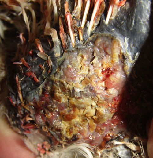 Ulcere infect&eacute; sur l'abdomen d'une poule.
