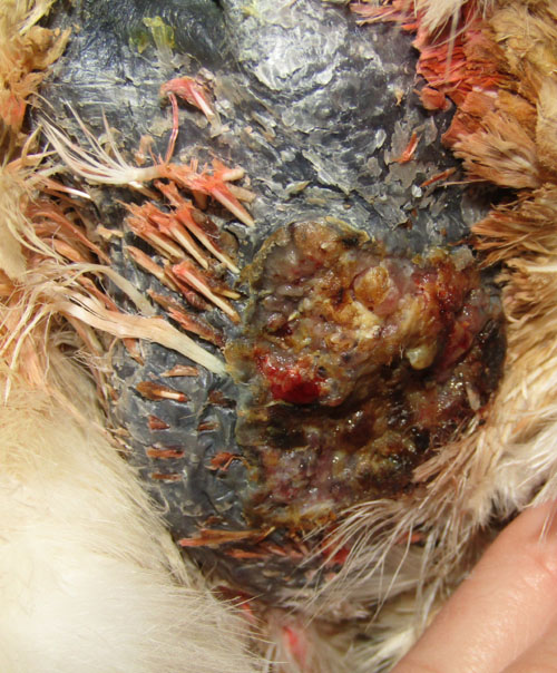 Apr&egrave;s 17 jours de soins production de pus stopp&eacute;.