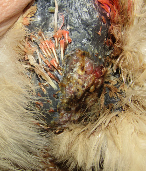 Jour 21 apparition d'une cro&ucirc;te.