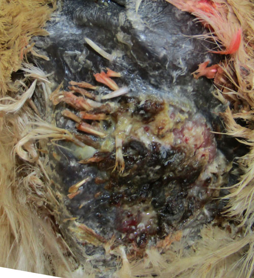 36 jours les rives de la plaie sont bien rapproch&eacute;es.