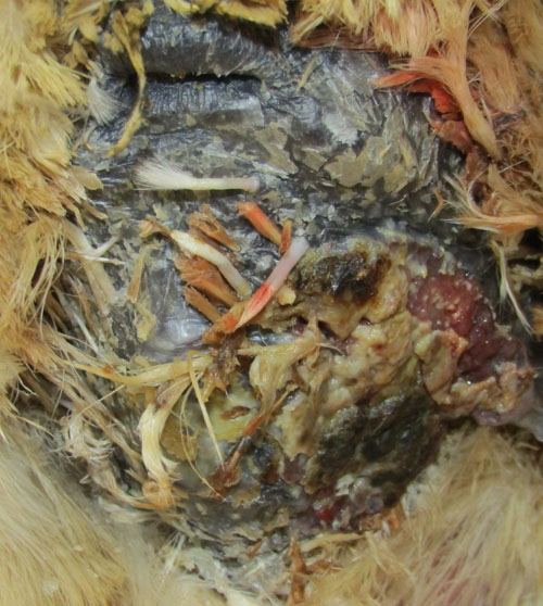 Apres 50 jour cette poule nomm&eacute;e m&eacute;m&egrave;re peut rentrer chez-elle.